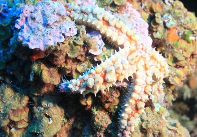 Etoile de Mer en Diving bajo la Armada 